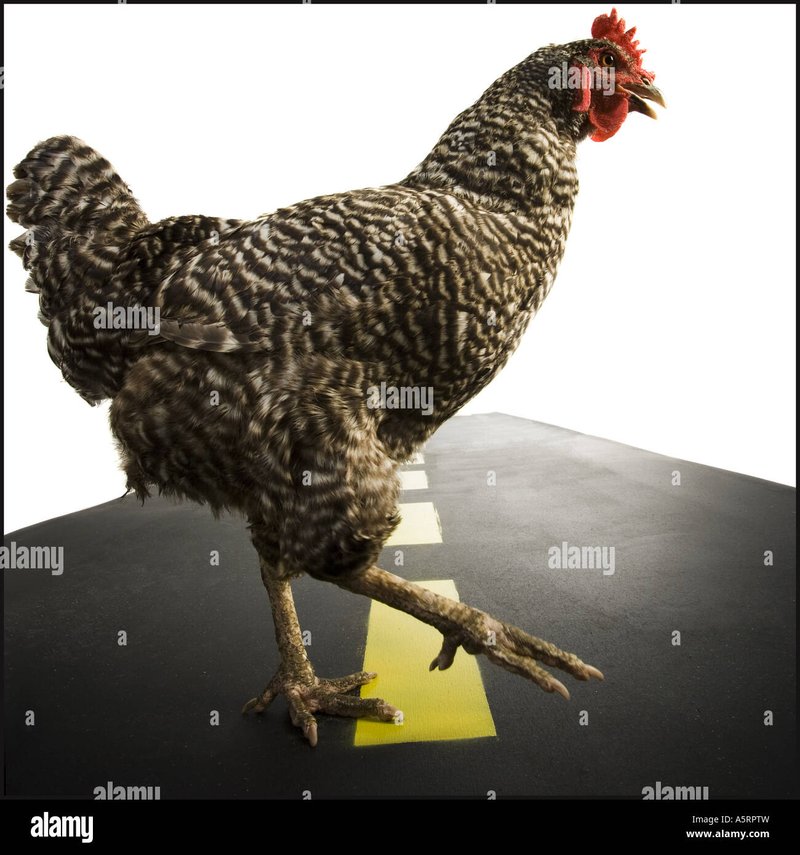 article-chicken Découvrez le Jeu de Casino Enchantant Chicken Road En Ligne