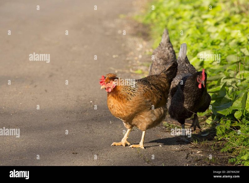 best-article De Meest Populaire Chicken Road Gokspel Online in Nederland Spelen
