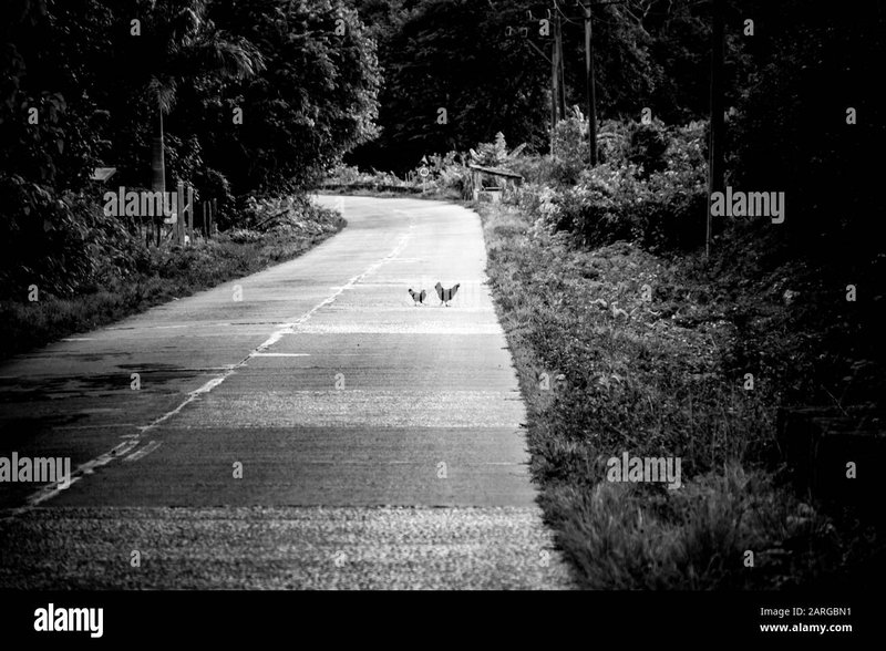 juego-bonus Descubre el misterio de la Carretera del Pollo: Juego de Azar en España..